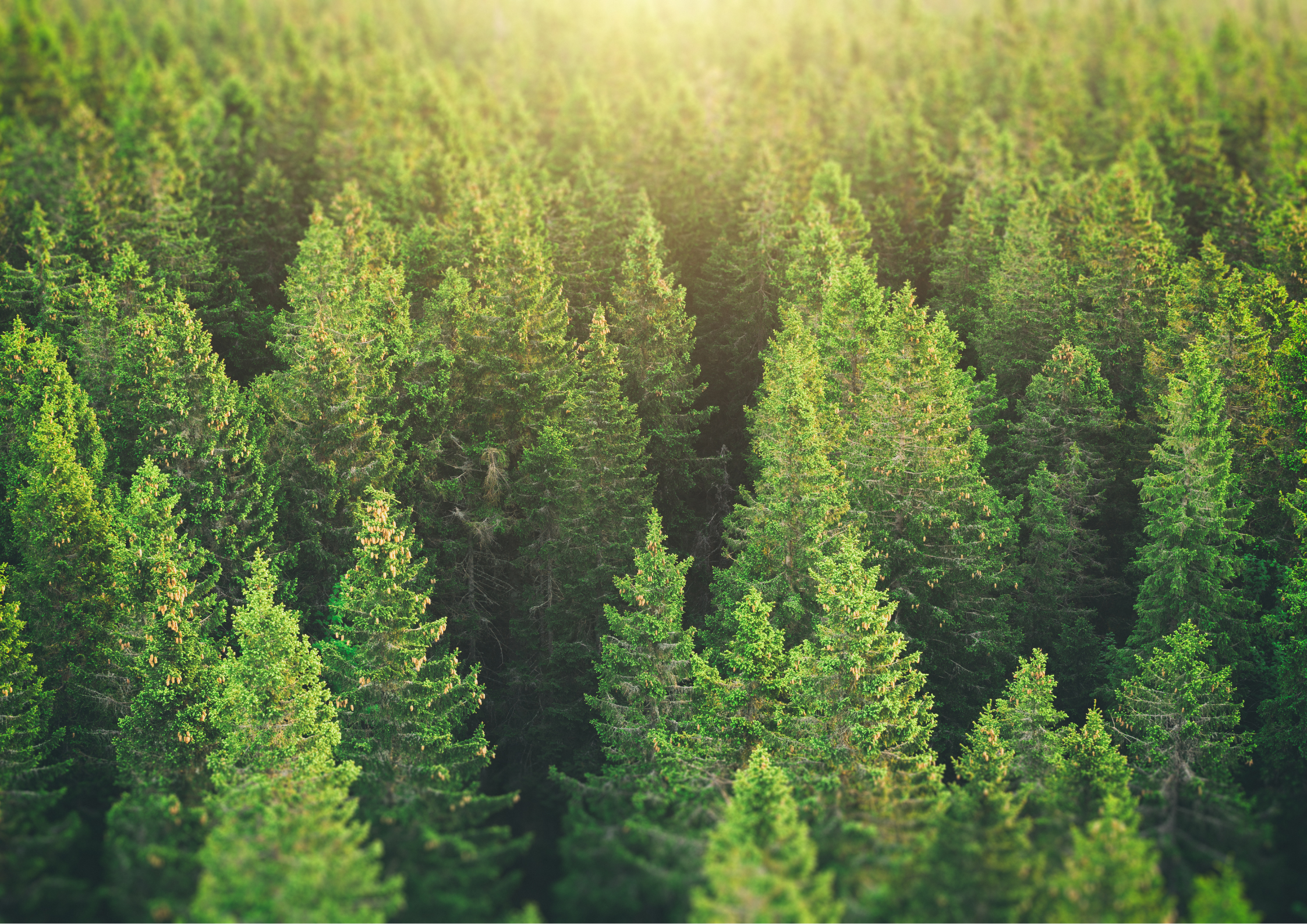 Blogikirjoituksen kuva